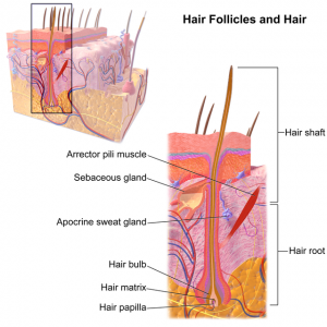 Blausen_0438_HairFollicleAnatomy_02