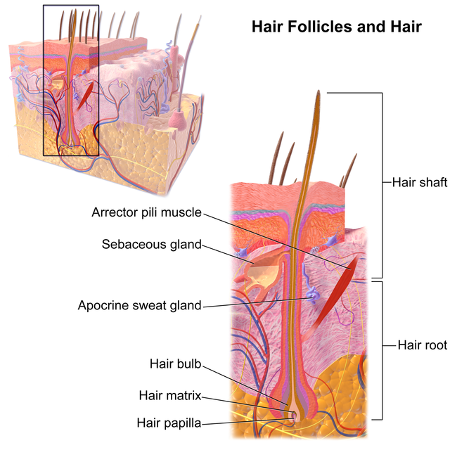 hair anatomy