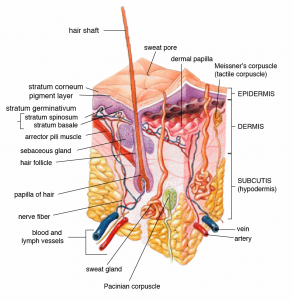 A quick glance at what's involved in a tiny part of your skin shows how complicated it is.