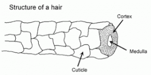 structure of hair shaft medulla cortex cuticle