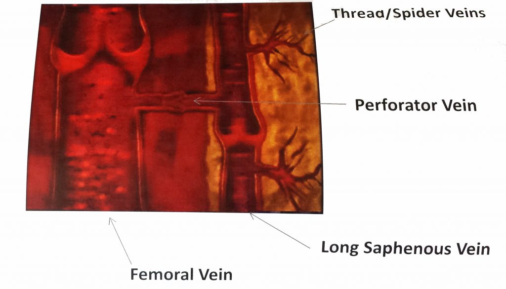 vein anatomy